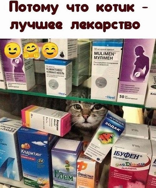 Потому что котик лучшее лекорство