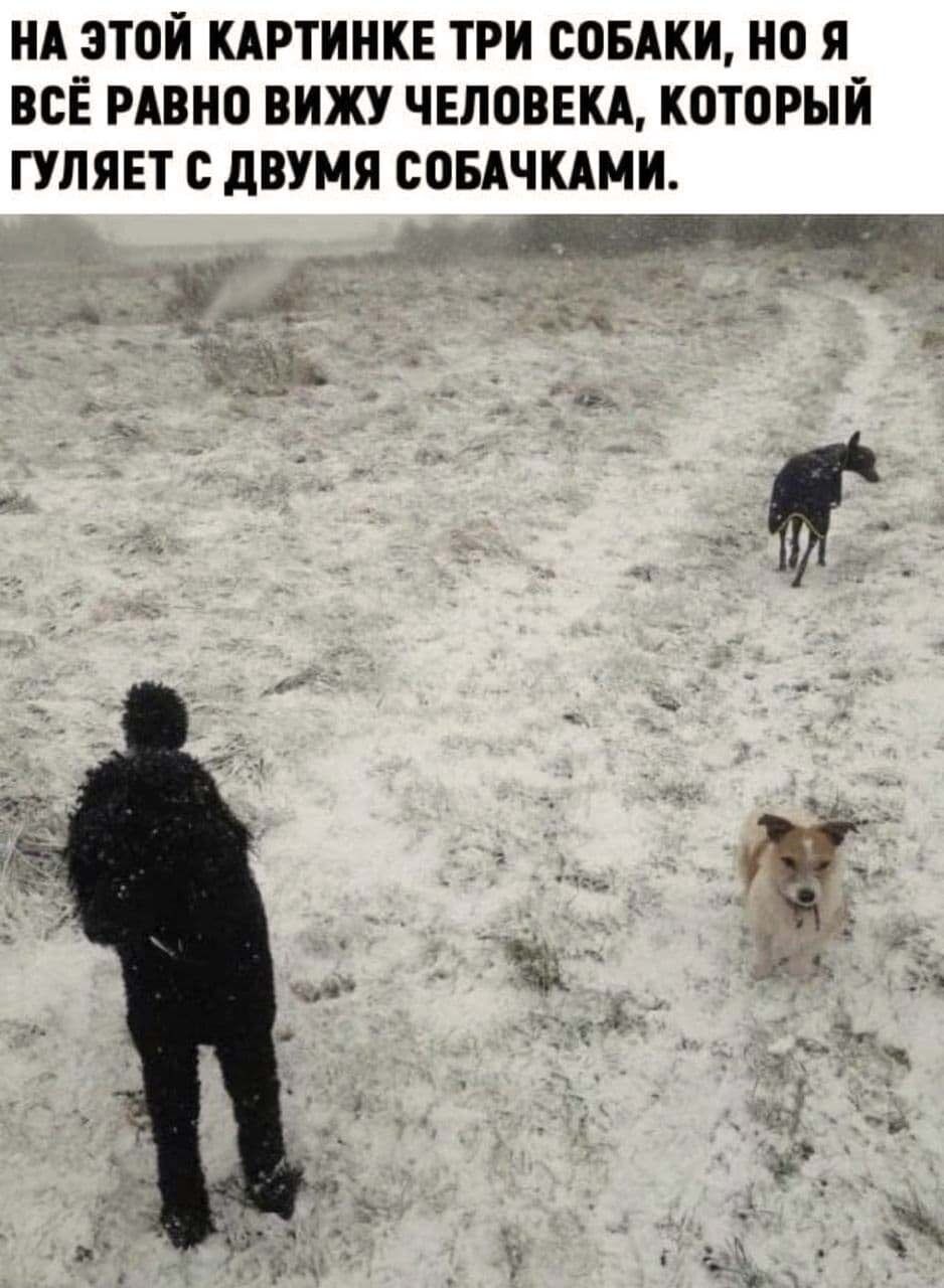 НА ЗТОИ КАРТИНКЕ ТРИ СОБАКИ О Я ВСЁ РАВНО ВИЖУ ЧЕЛОВЕКА КОТОРЫЙ ГУЛЯЕТ С дВУМЯ СОБАЧКАМИ