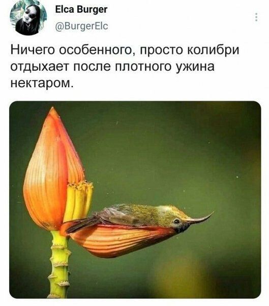 Еіса Бытует гипгпг Ничего особенного просто колибри отдыхает после плотного ужина нектаром