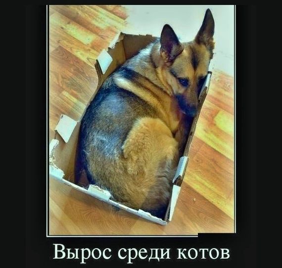 Вырос среди котов