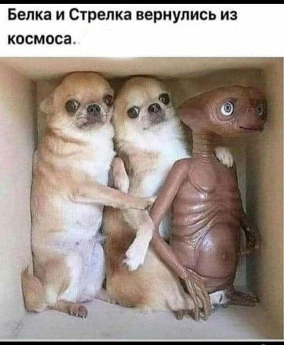 Белка и Стрелка вернулись из космоса