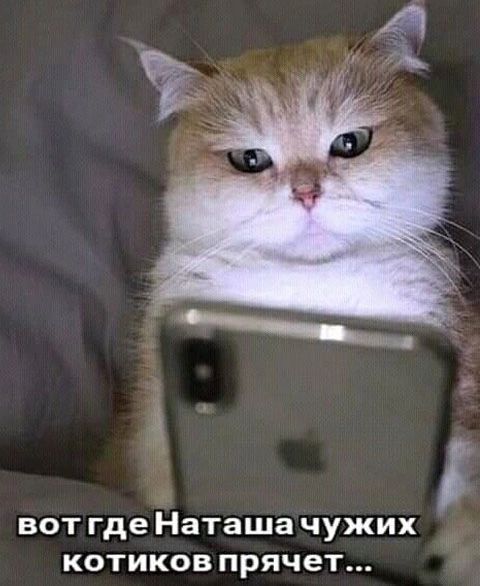 А ВОТ Где НЗТЗШЗ ЧУЖИХ КОТИКОВ ПРЯЧЭТ