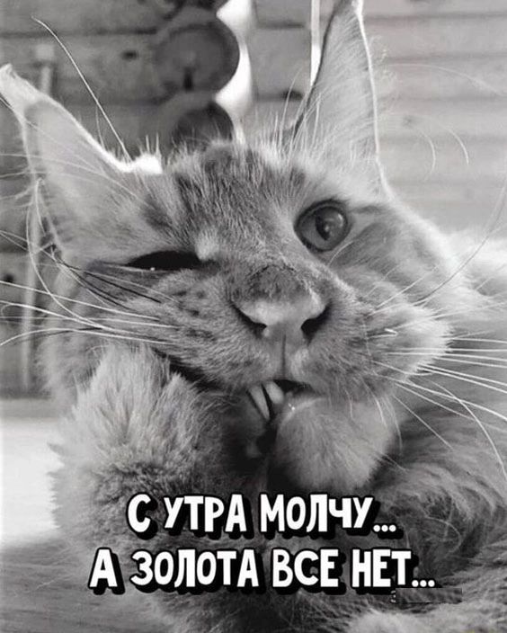 Утвд молдиу олотА вс НЕТ