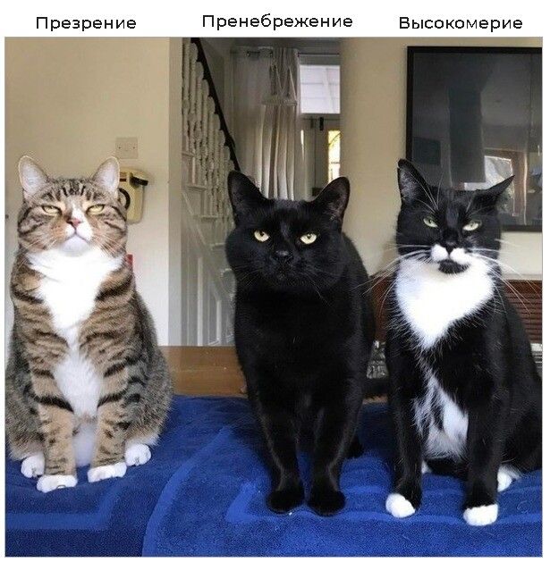 Презрение Еысоуомерпе