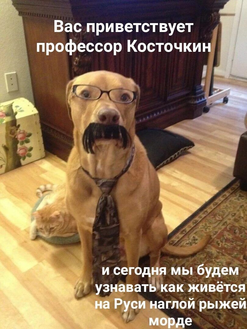 Вас приветствует 7 профессор Косточкинд чд и сегодіи мы будем узнаватБКак живётся Рвжцагпой рыжей е