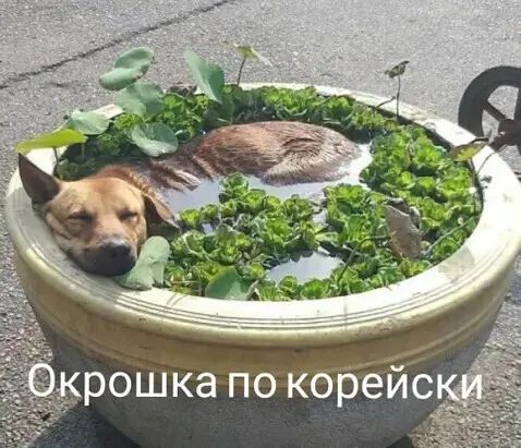 РОШКЭ ПО корей