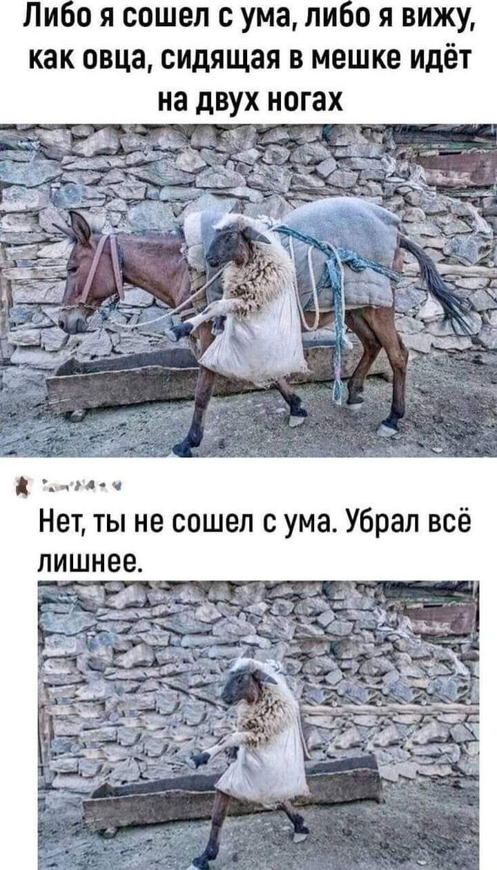 Пио я сошел с ума пио я вижу как овца сидящая в мешке идёт на двух ногах Нет ты не сошел с ума Убрал всё лишнее