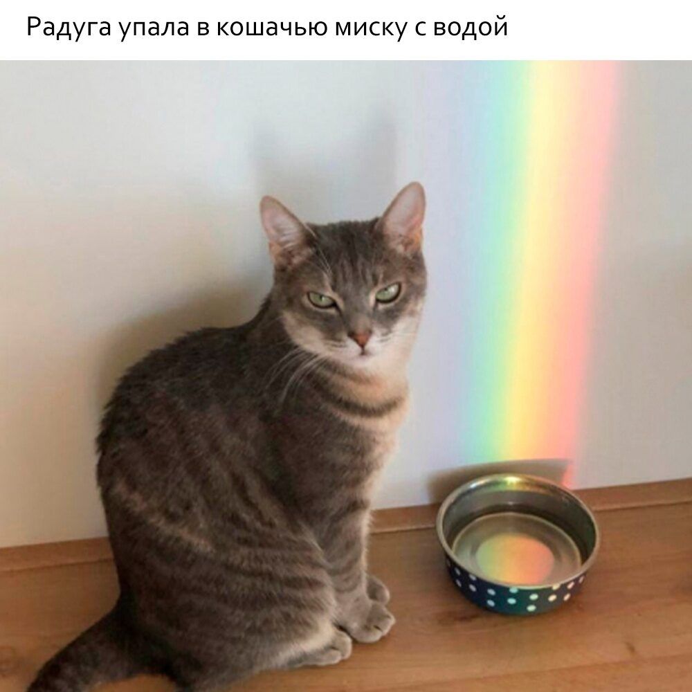 Радуга упала в кошачью миску водой