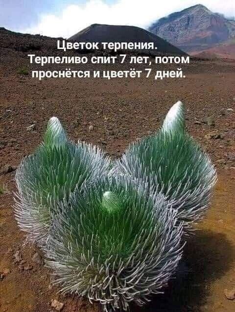 Цветок терпения _ Терпеливо спит 7 лет патом проснётся и цветёт 7 дней