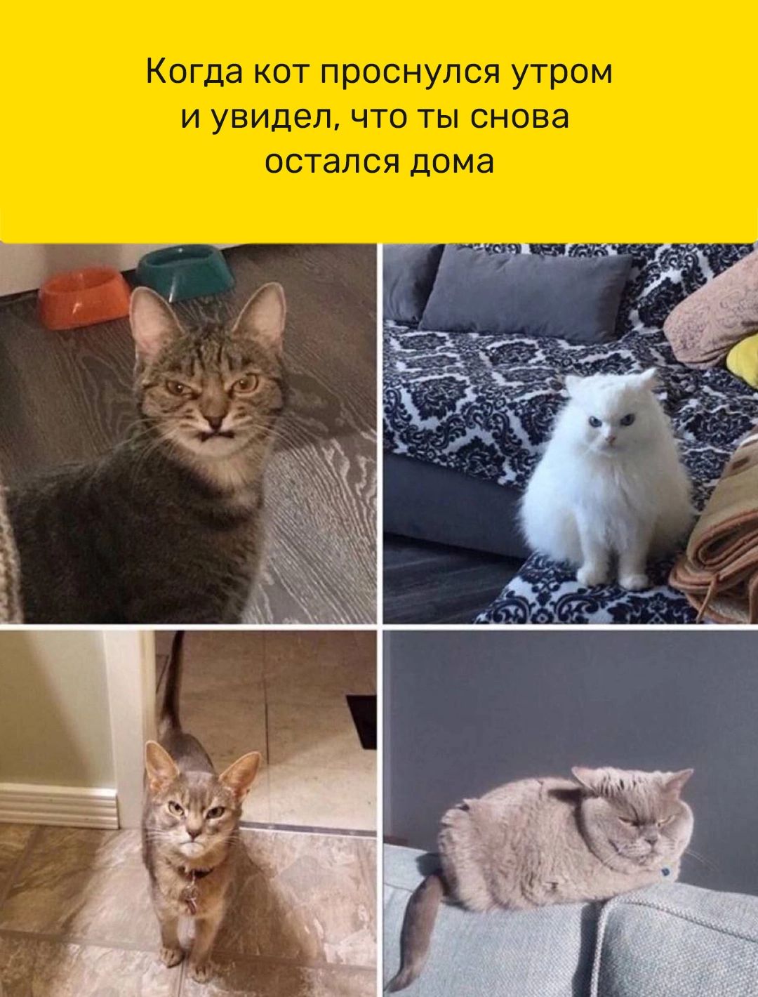 Когда кот проснулся утром и увидел что ты снова остался дома