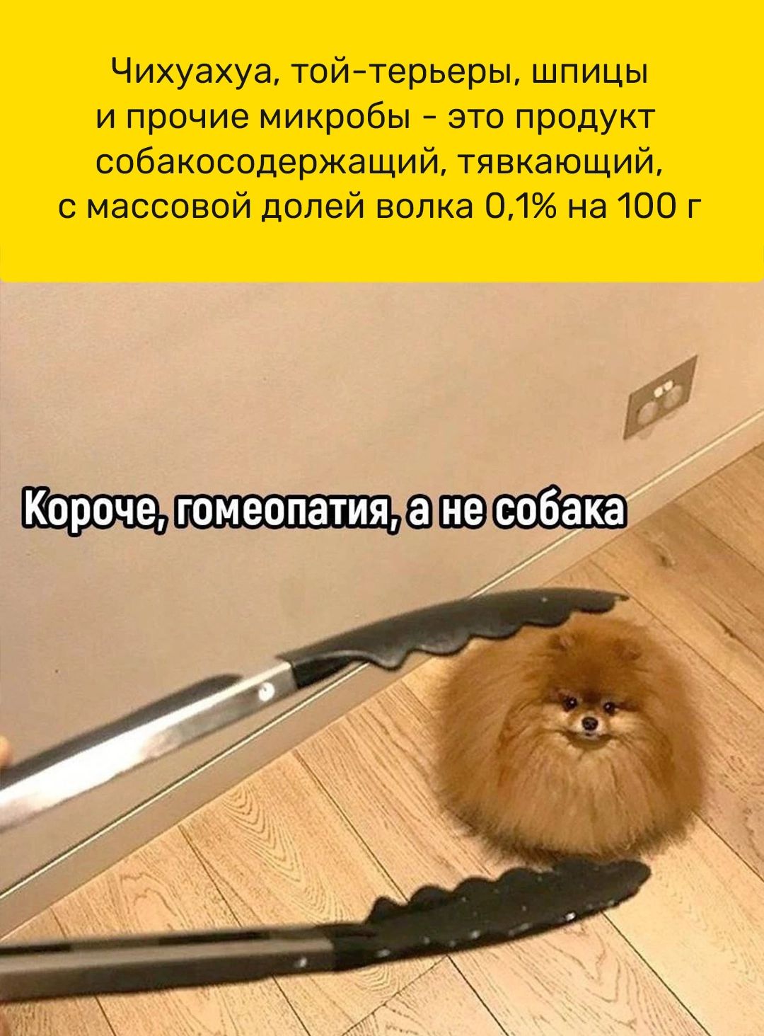 Чихуахуа тойтерьеры шпицы и прочие микробы это продукт собаководержащий тявкающий с массовой долей волка 01 на 100 г д Медиа