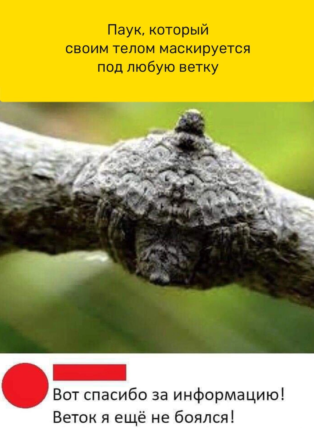Вот спасибо за информацию Веток я ещё не боялся