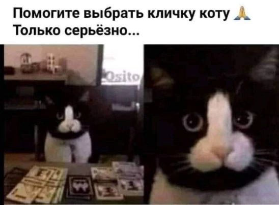 Помогите выбрать кличку коту А Только серьёзно