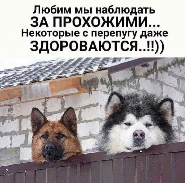 Любим мы наблюдать ЗА ПРОХОЖИМИ Некоторые перепугу даже ЗДОРОВАЮТСЯ м