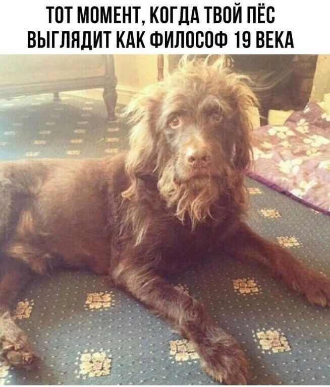 тпт момвнт коглд твой пёс выглядит кдк шилпсош 19 ВЕКА