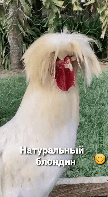 Элин