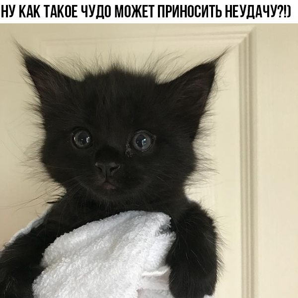 НУ КАК ТАКОЕ ЧУДО МОЖЕТ ПРИНПСИТЬ НЕУЦАЧУ1