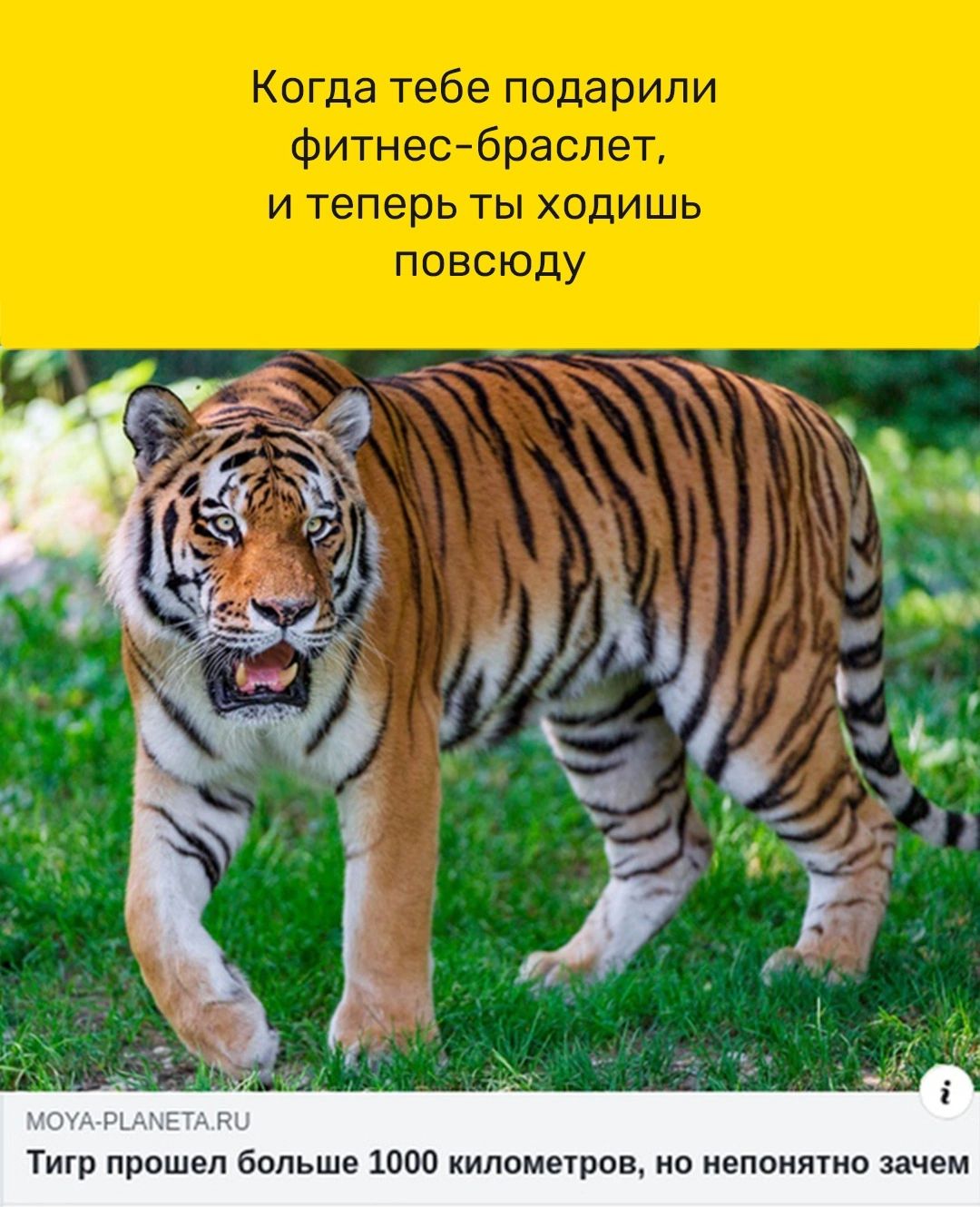 Тигр прошел больше 1000 километров но непонятно зачем
