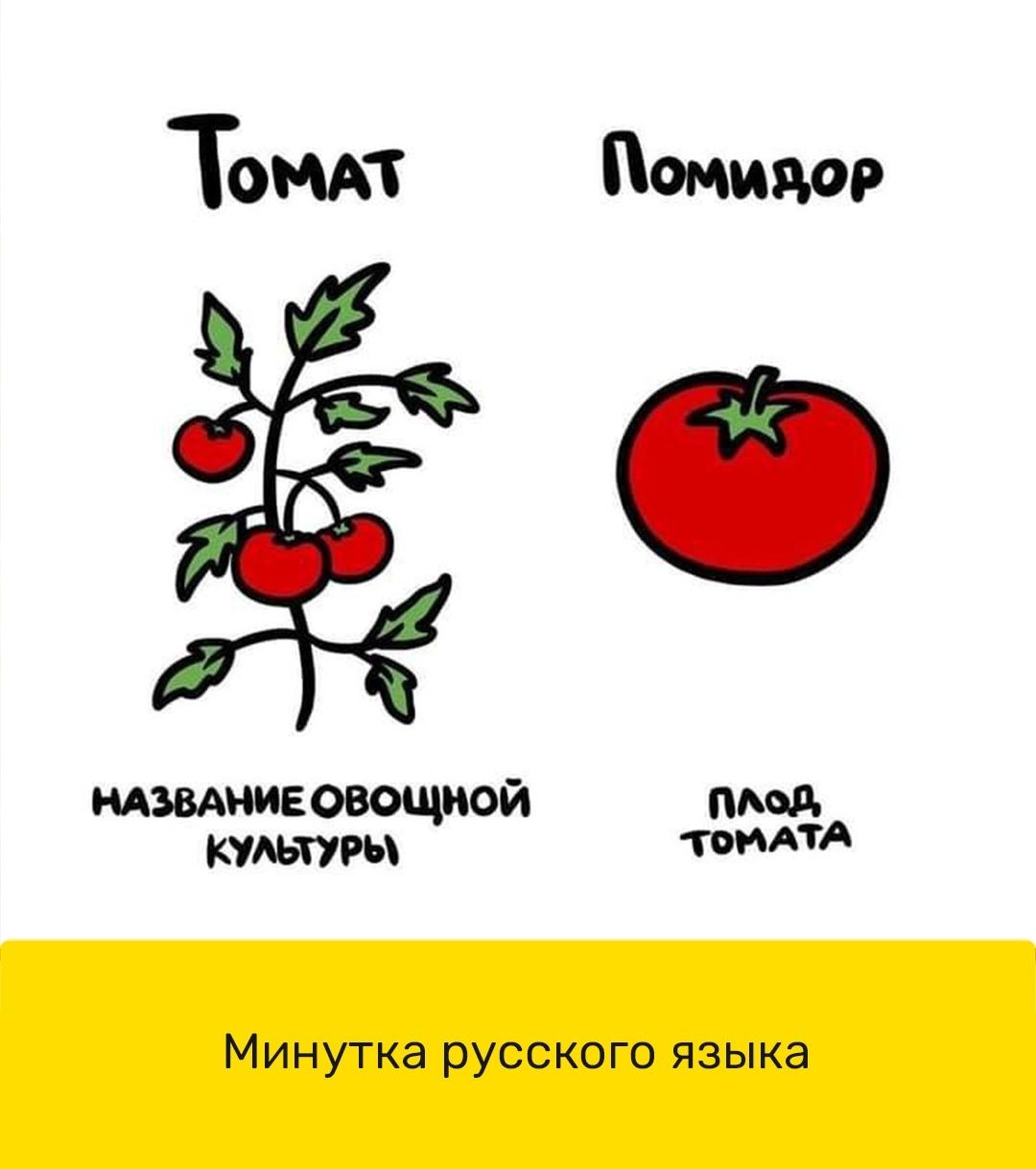 ТОМАТ помидор мввмивовощэшй пмд кит Минутка русского языка