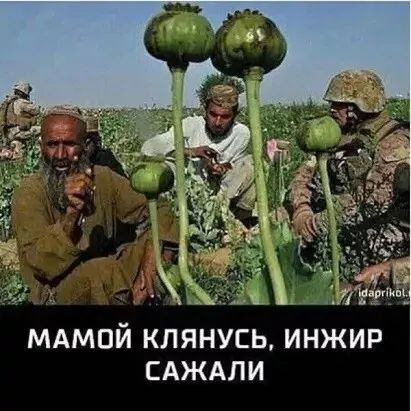 МАмпй клянусь инжир сдждли