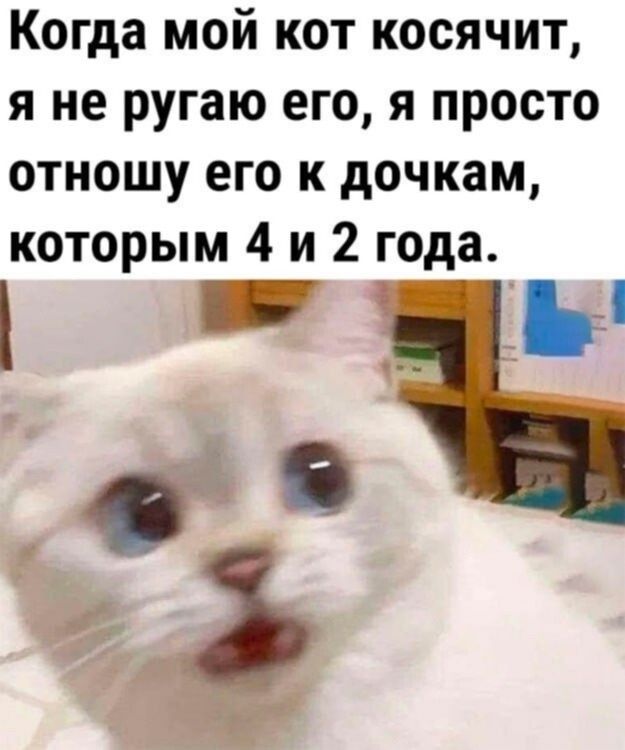 Когда мой кот косячит я не ругаю его я просто отношу его к дочкам которым 4 и 2 года