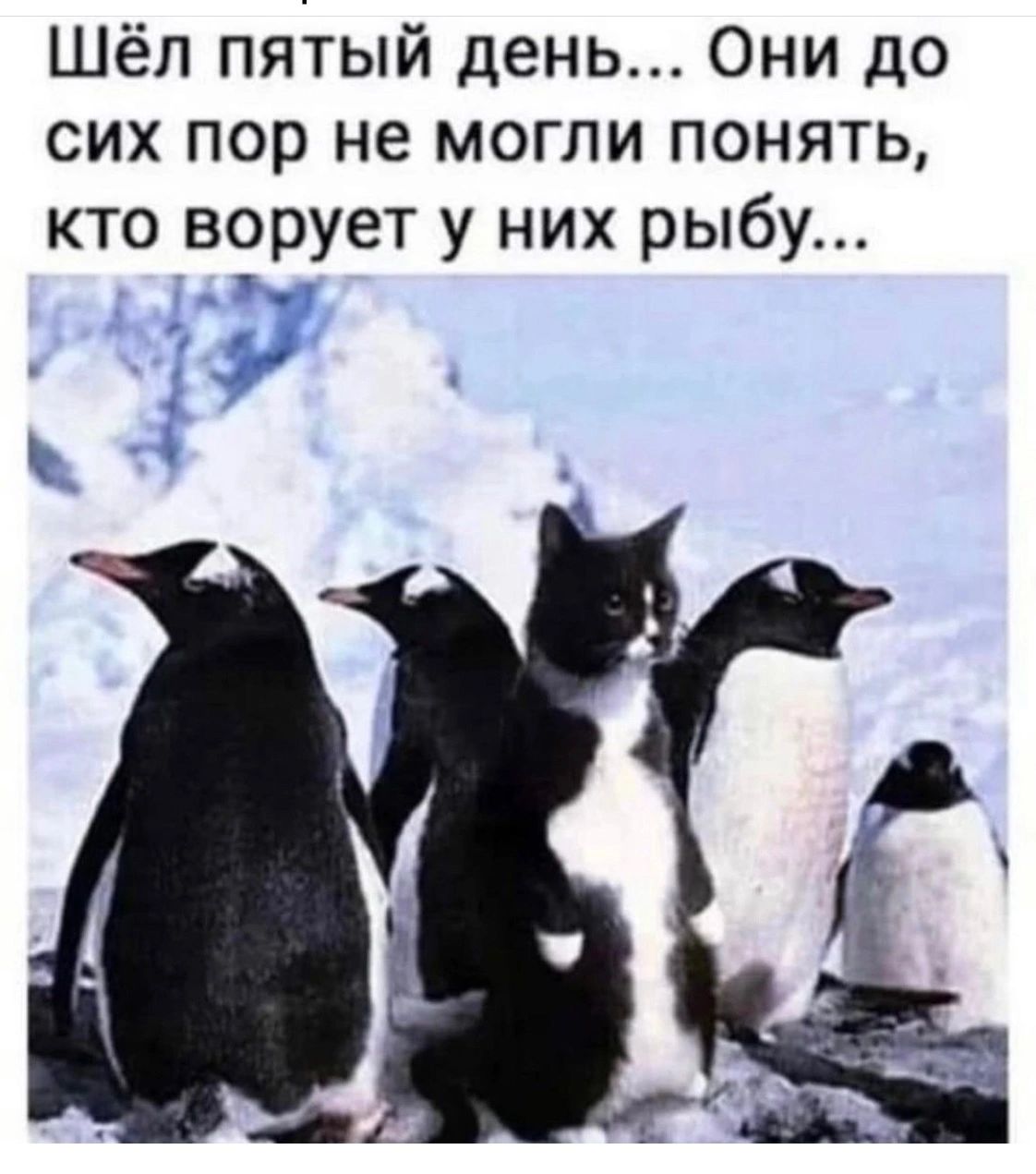 Шёп пятый день Они до сих пор не могли понять кто ворует у них рыбу