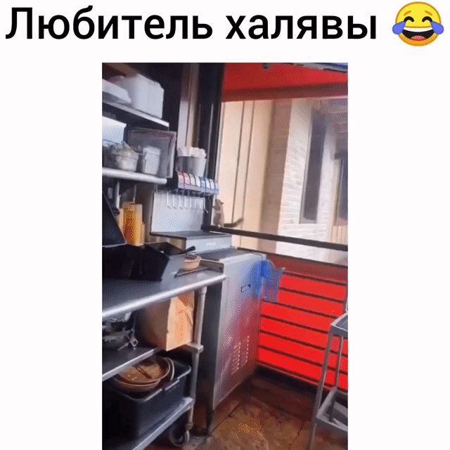 Любитель халявы