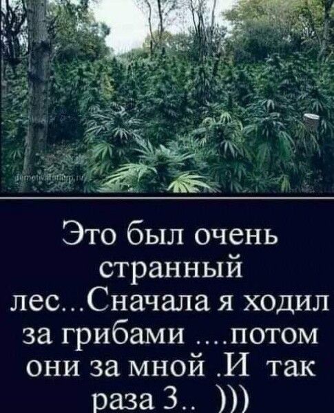 Это был очень странный лесСначапа я ходил за грибами потом они за мной И так раза 3