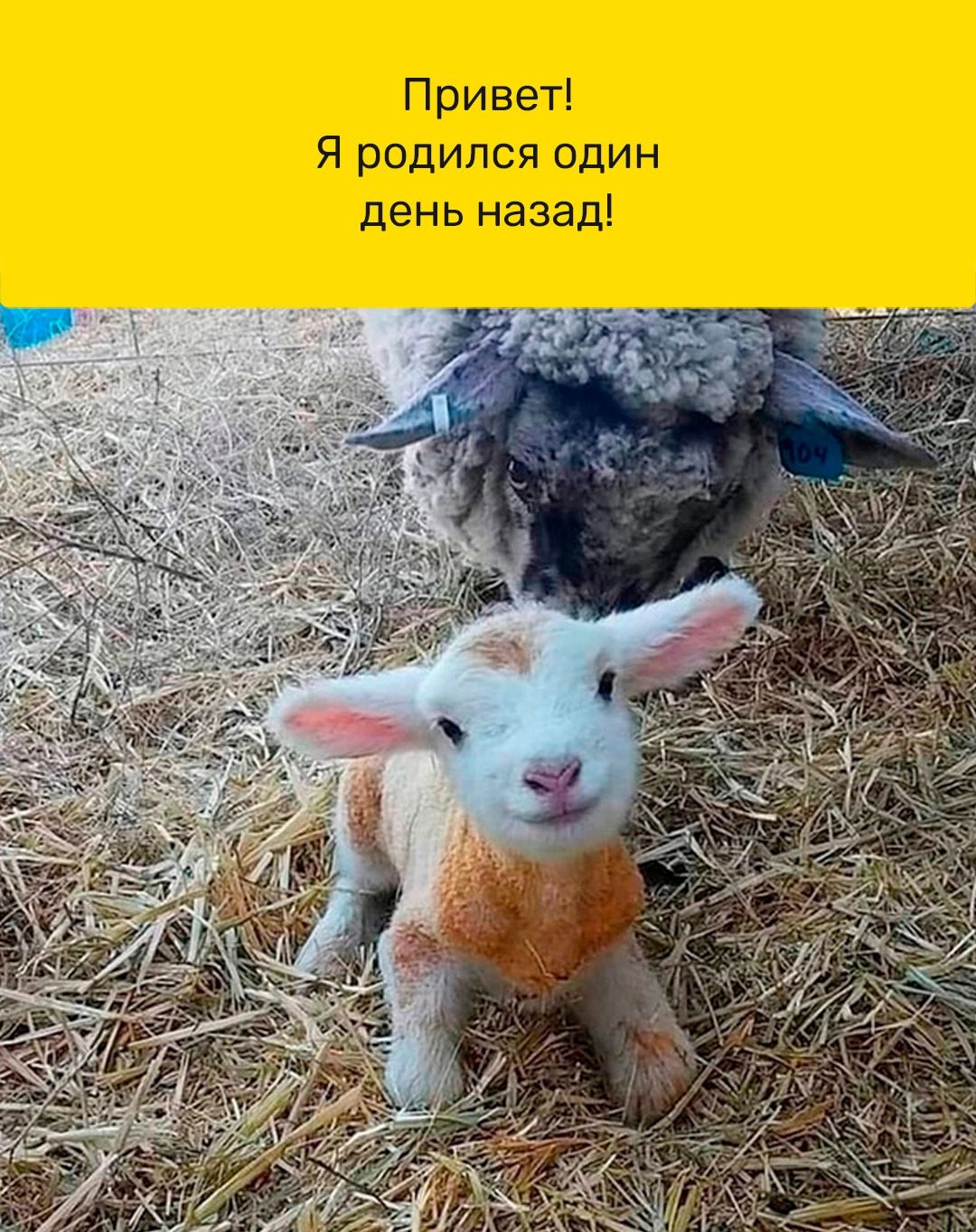 Привет Я родился один день назад