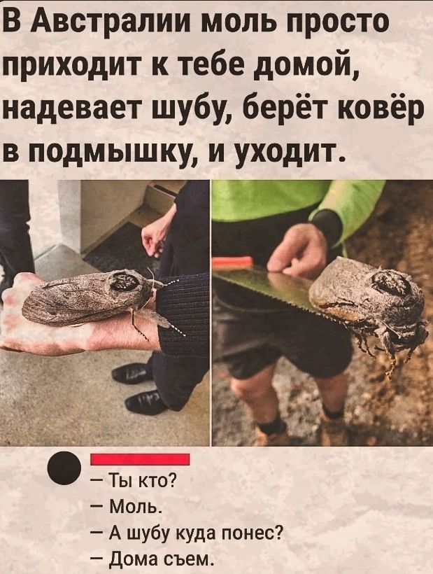В Австралии моль просто приходит к тебе домой надевает шубу берёт ковёр в подмышку и уходит Моль А шубу куда понес дома съем