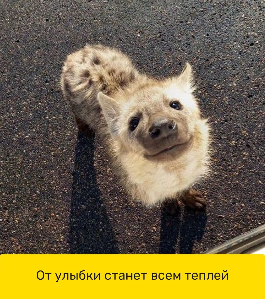 От улыбки станет всем теппей