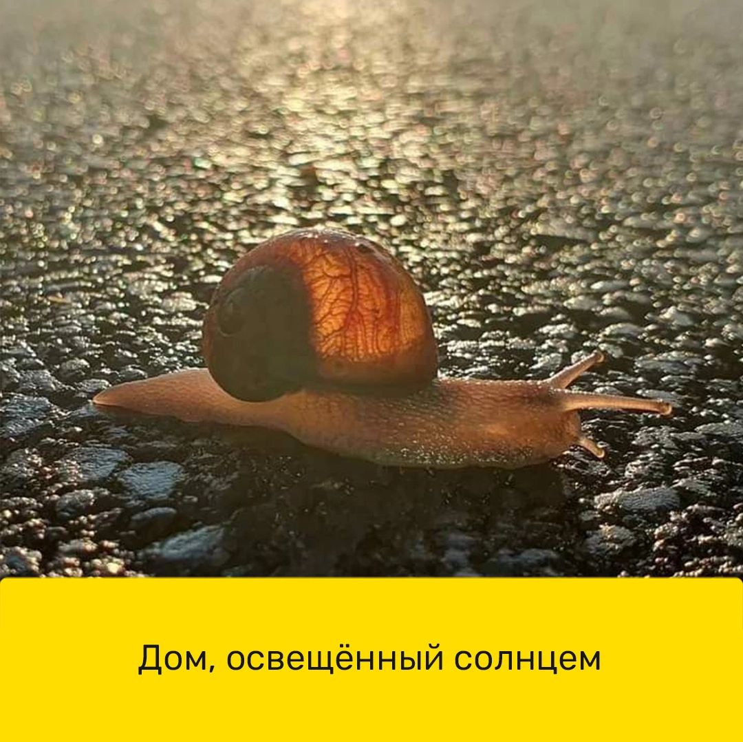 ом освещённый солнцем