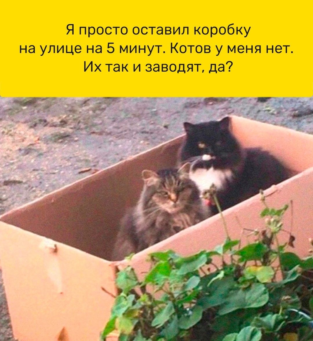 Я просто оставил коробку на улице на 5 минут Котов у меня нет Их так и заводят да