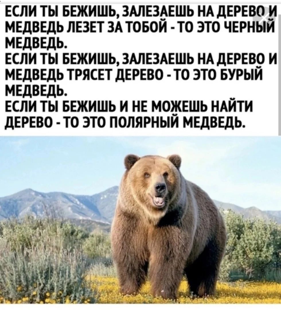 если ты вежишь зшездешъ нд дерево и медведь лезет ЗА товои то это черный медведь если ты вежишь ЗАЛЕЗАЕШЬ НА дереву и медведь трясет дерево то это вурыи медведь _ если ты БЕЖИШЬ и не можешь ндити дерево то это попярныи медведь