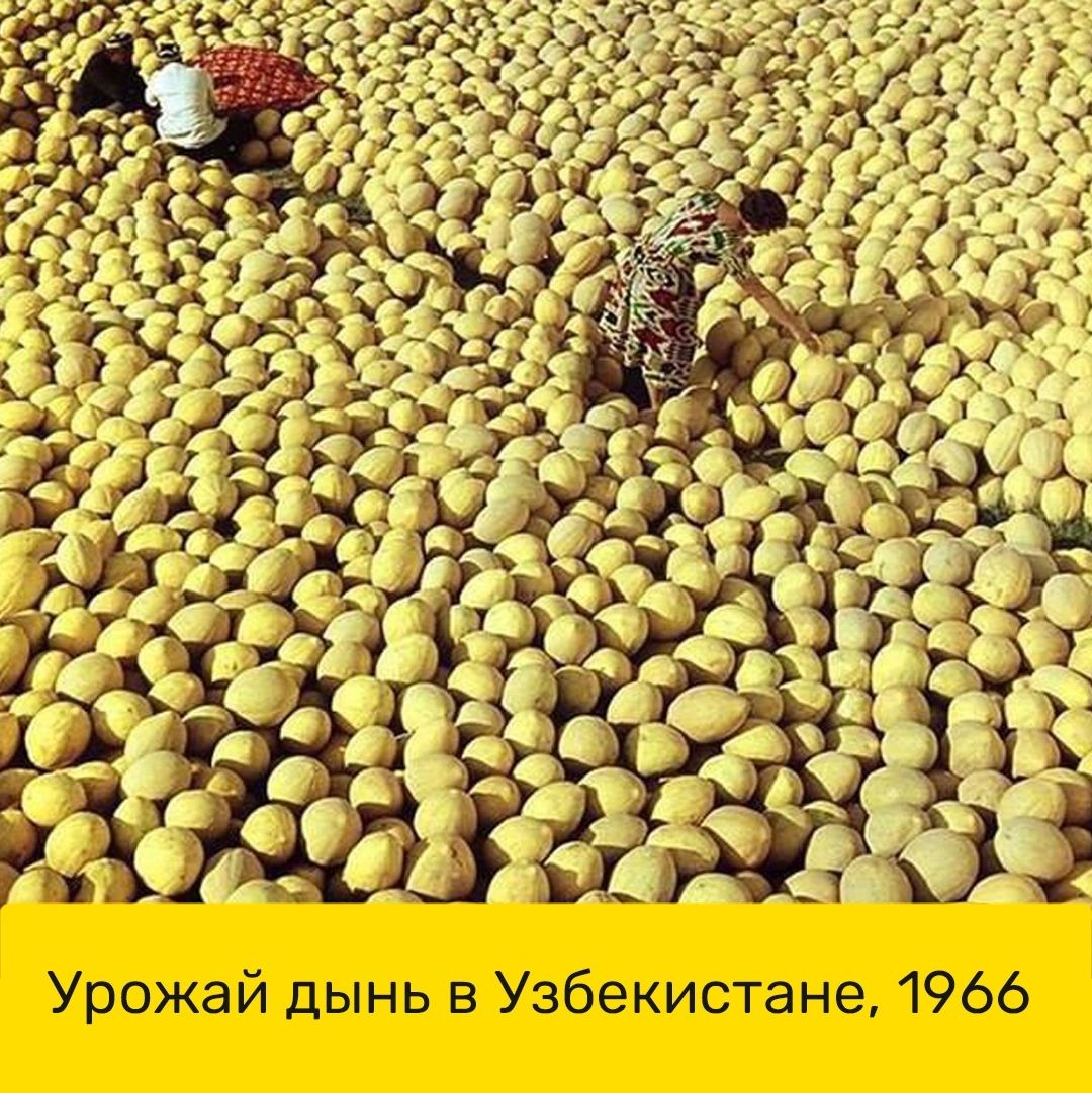 Урожай дынь Узбекистане 1966