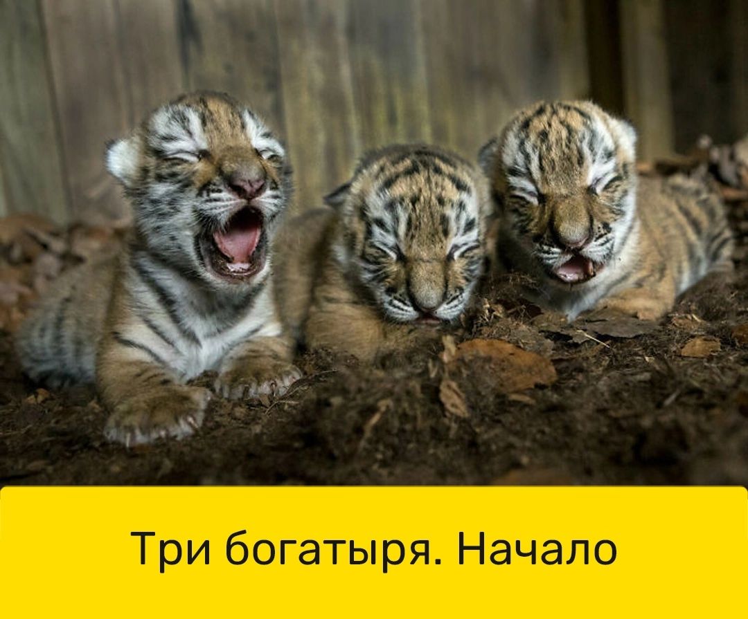 Три богатыря Начало