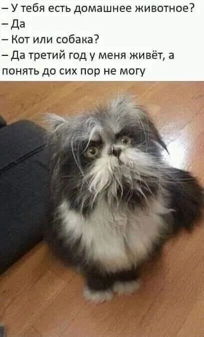 У тебя есть домашнее животное _да Кот или собака Да третий год у меня живёт в понять до сих пор не могу