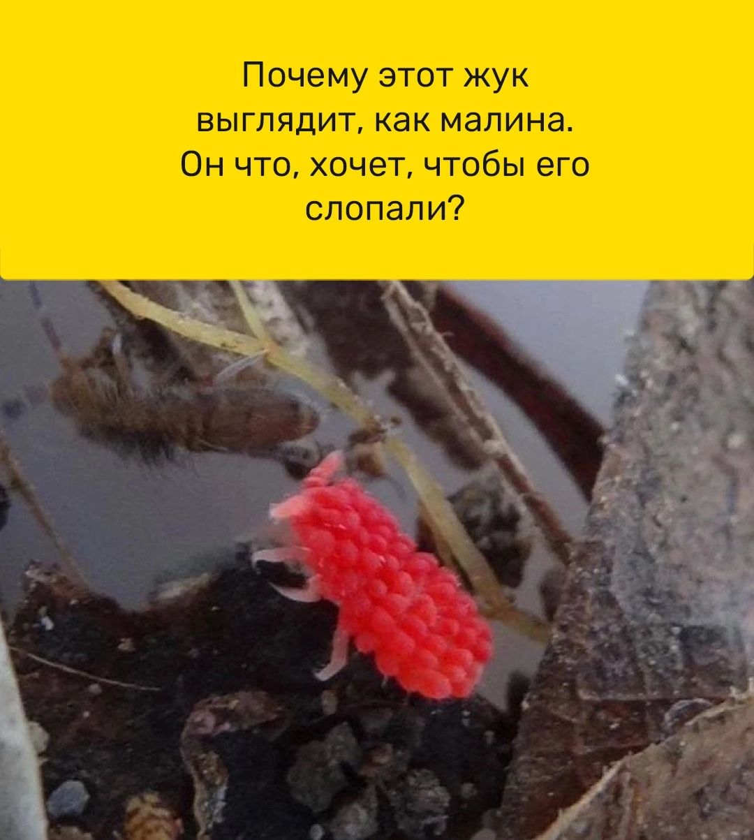 Почему этот жук выглядит как малина Он что хочет чтобы егп спопал и