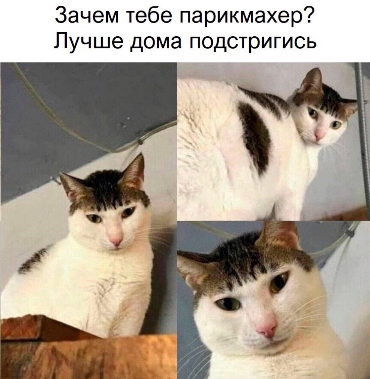 Зачем тебе парикмахер Лучше дома подстригись