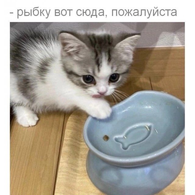 рыбку вот сюда пожалуйста