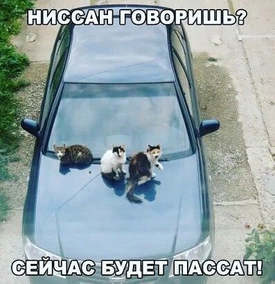САН говазишыд