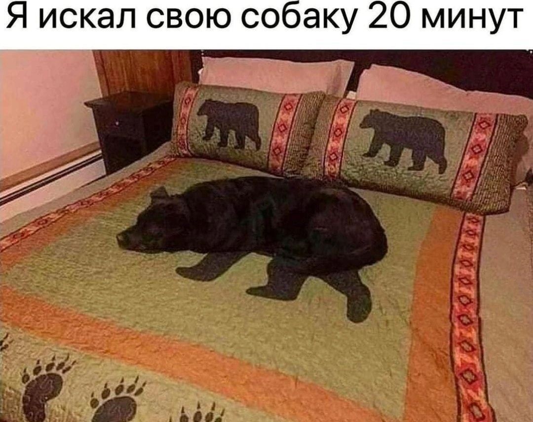 Я искал свою со аку 20 минут