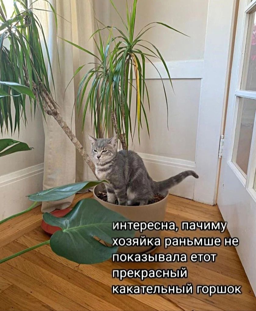 какатеп ыи г рщок