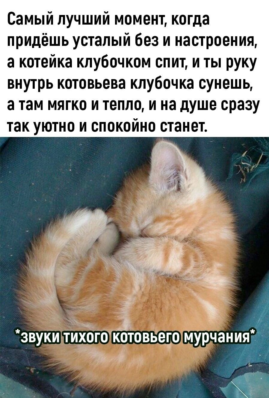 Самый лучший момент когда придёшь усталый без и настроения а котейка клубочком спит и ты руку внутрь котовьева клубочка сунешь а там мягко и тепло и на душе сразу так уютно и спокойно станет