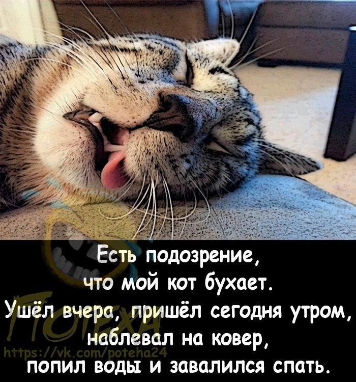 Есть подозрение что мой кот бухает Ушёл вчера пришёл сегодня утром наблевал на ковер попил воды и завалился спать
