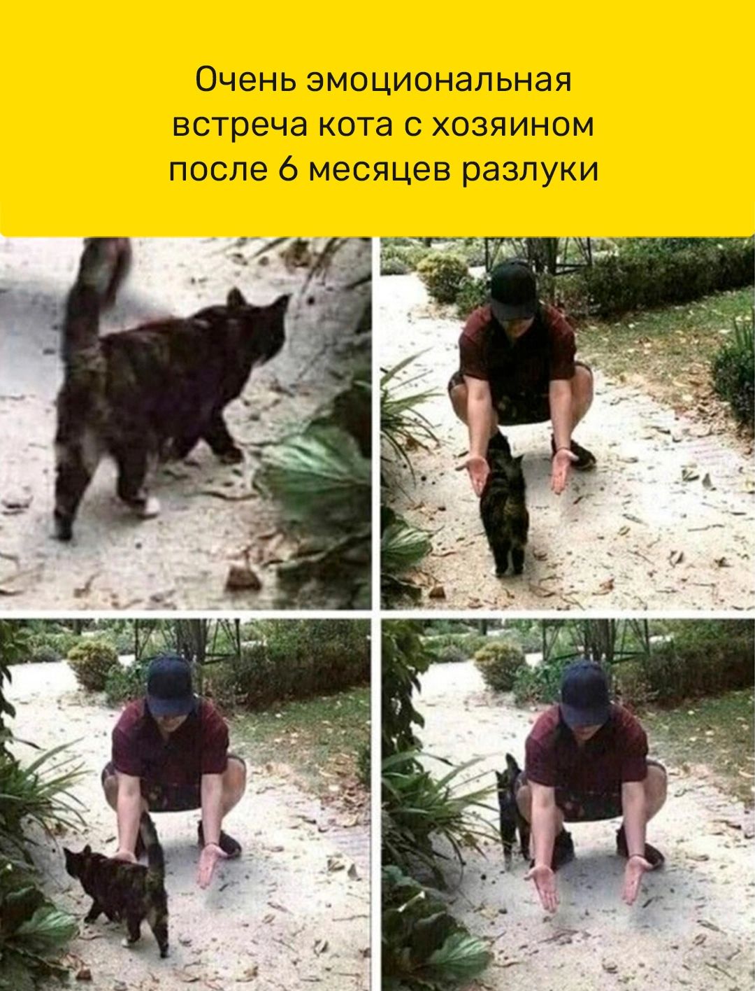 ОЧЕНЬ ЭМОЦИОНЭПЬНЗЯ встреча кота с хозяином после 6 месяцев разлуки