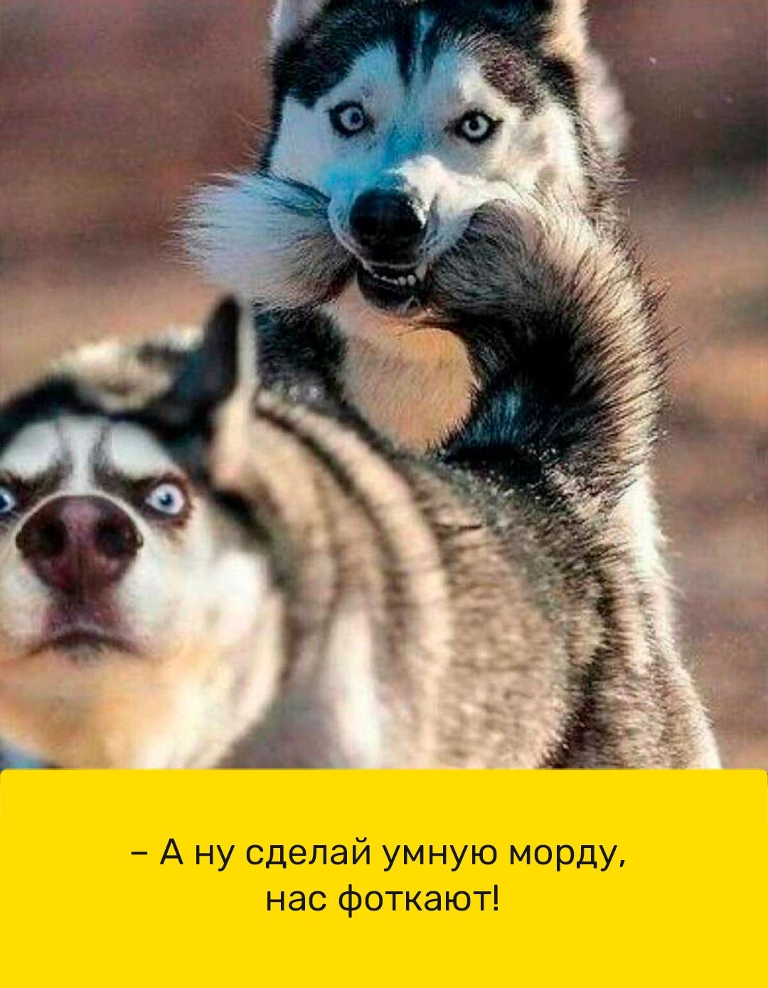 А ну сделай умную морду нас Фоткают