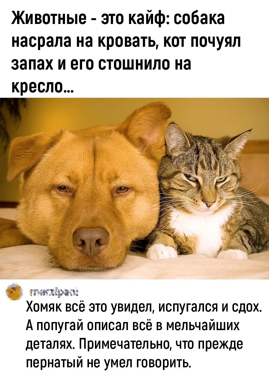 Животные это кайф собака насрапа на кровать кот почуял ЗЗПЗХ И его ОТОШНИЛО на кресло анкиры Хомяк всё это увидел испугался и сдох А попугай описал всё в мельчайших деталях Примечательно что прежде пернатый не умел говорить