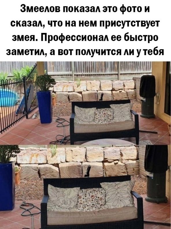 Змееюв показа это фото и сиазад что на нем присутствует змея Профессионад ее быстро заметим а вот подучится АИ утеби шіпятідцтщь тггнщд