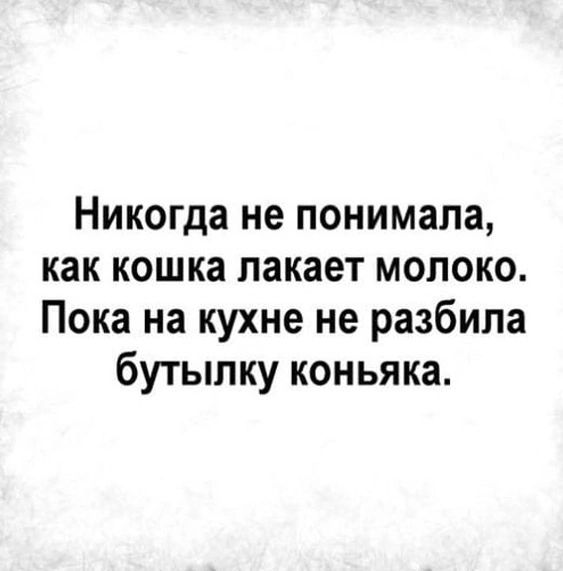 Никогда не понимала как кошка лакает молоко Пока на кухне не разбила бутылку коньяка